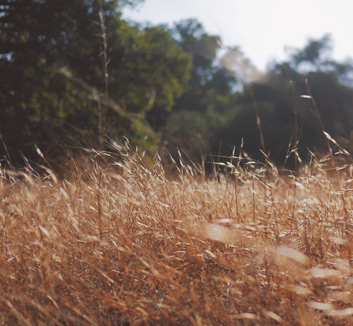 辽宁队客场击败河南队，继续领跑积分榜
